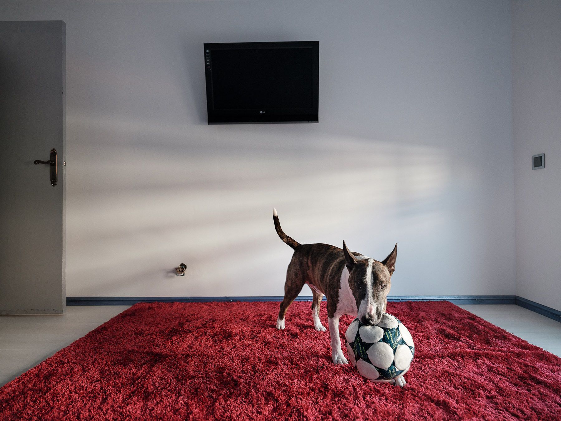 Marley, câinele Ramonei și al lui Leon, Olhão, Portugalia