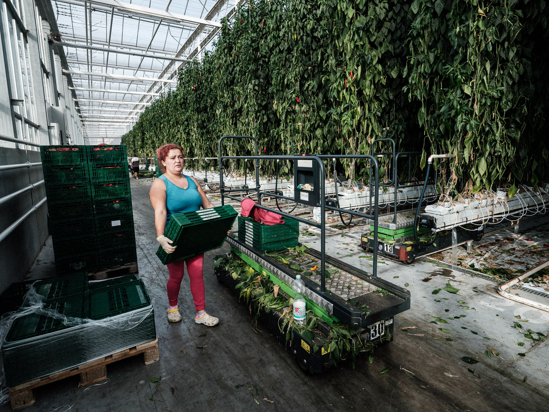 Oana în sera cu ardei, Nürnberg