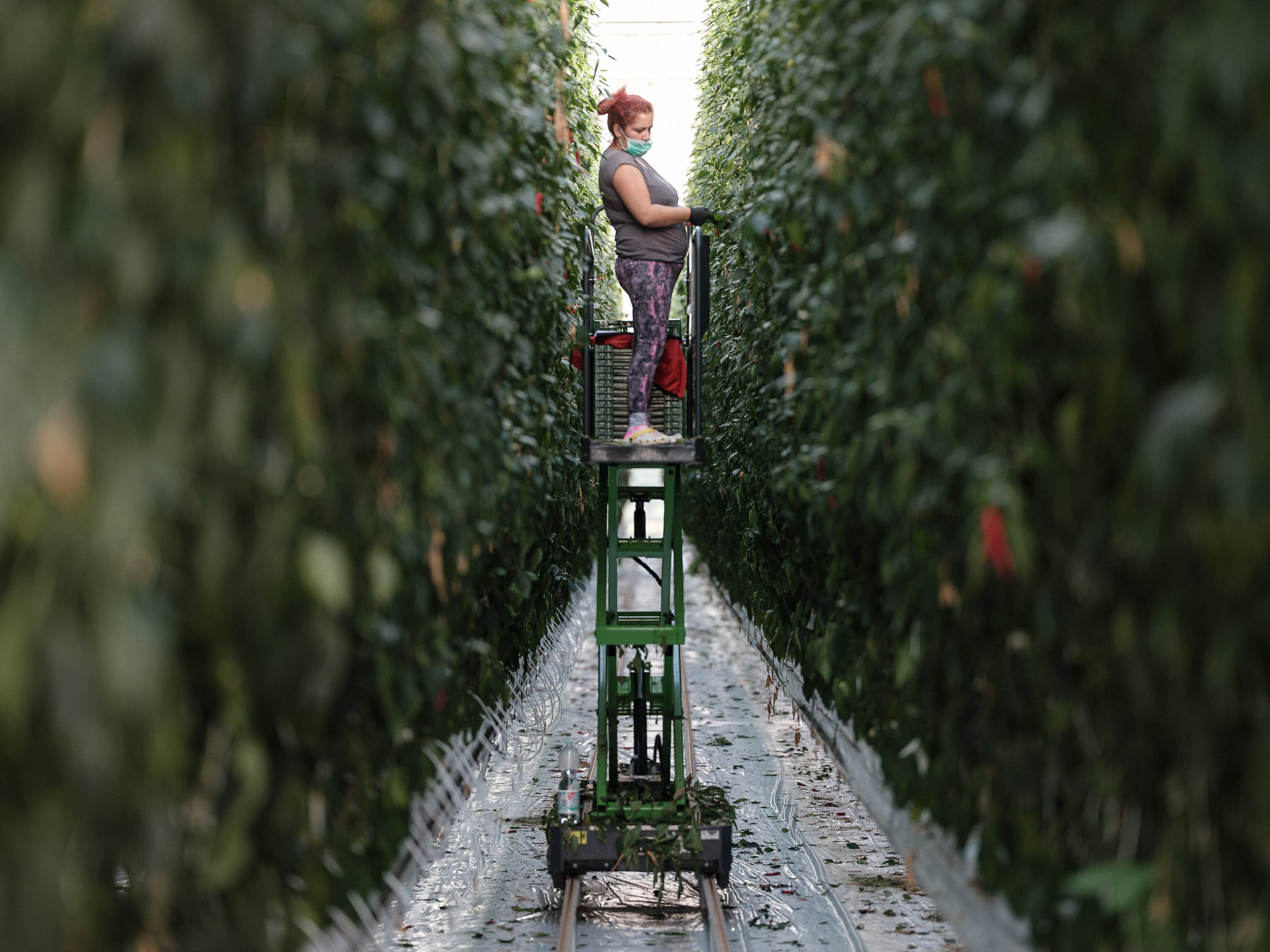 Oana pe elevator, între rândurile de ardei, Nürnberg