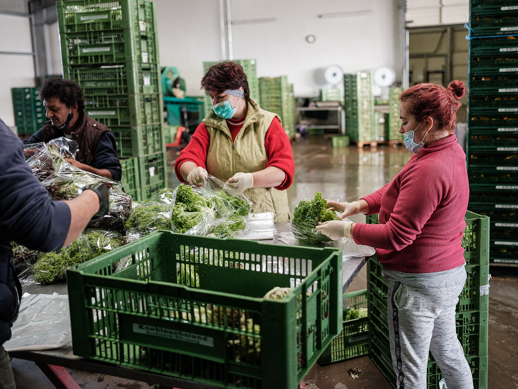 Oana ambalează salată în depozitul de la ferma Höfler Gemüse, Nürnberg
