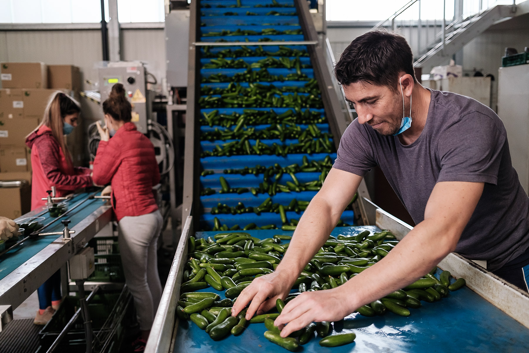 Stelian sortează castraveți, Nürnberg