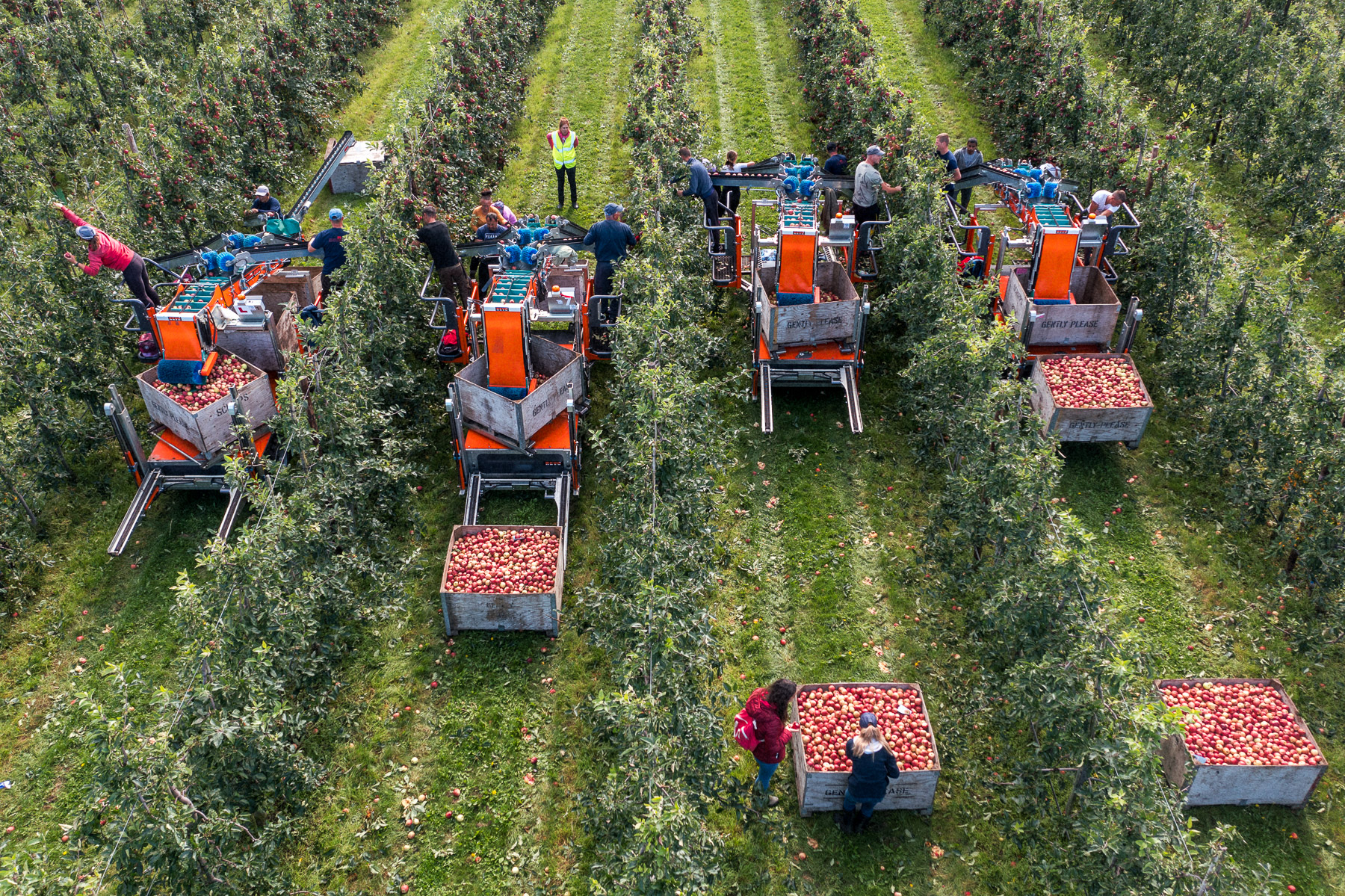 Ferma Old Parsonage, Cobham, Kent, UK, septembrie 2021