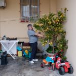 Cătălin Nechifor culege lămâi din curtea casei lui din Forlì, Italia